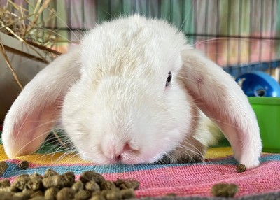 Lachie - Mini Lop