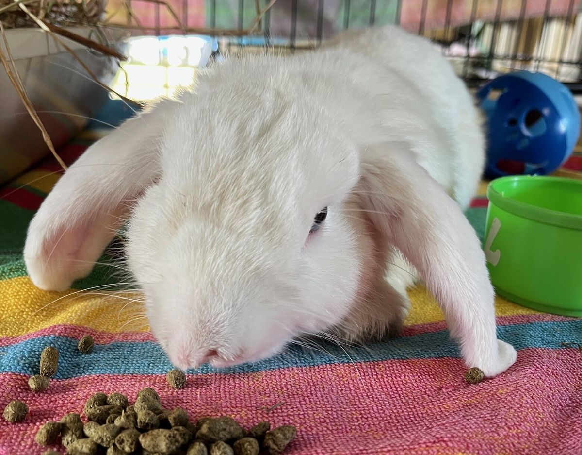 Gallery image: Lachie