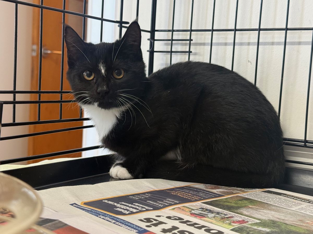 Gallery image: Peppa