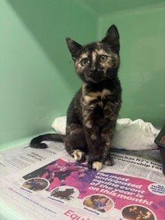 Gallery image: Speckle 