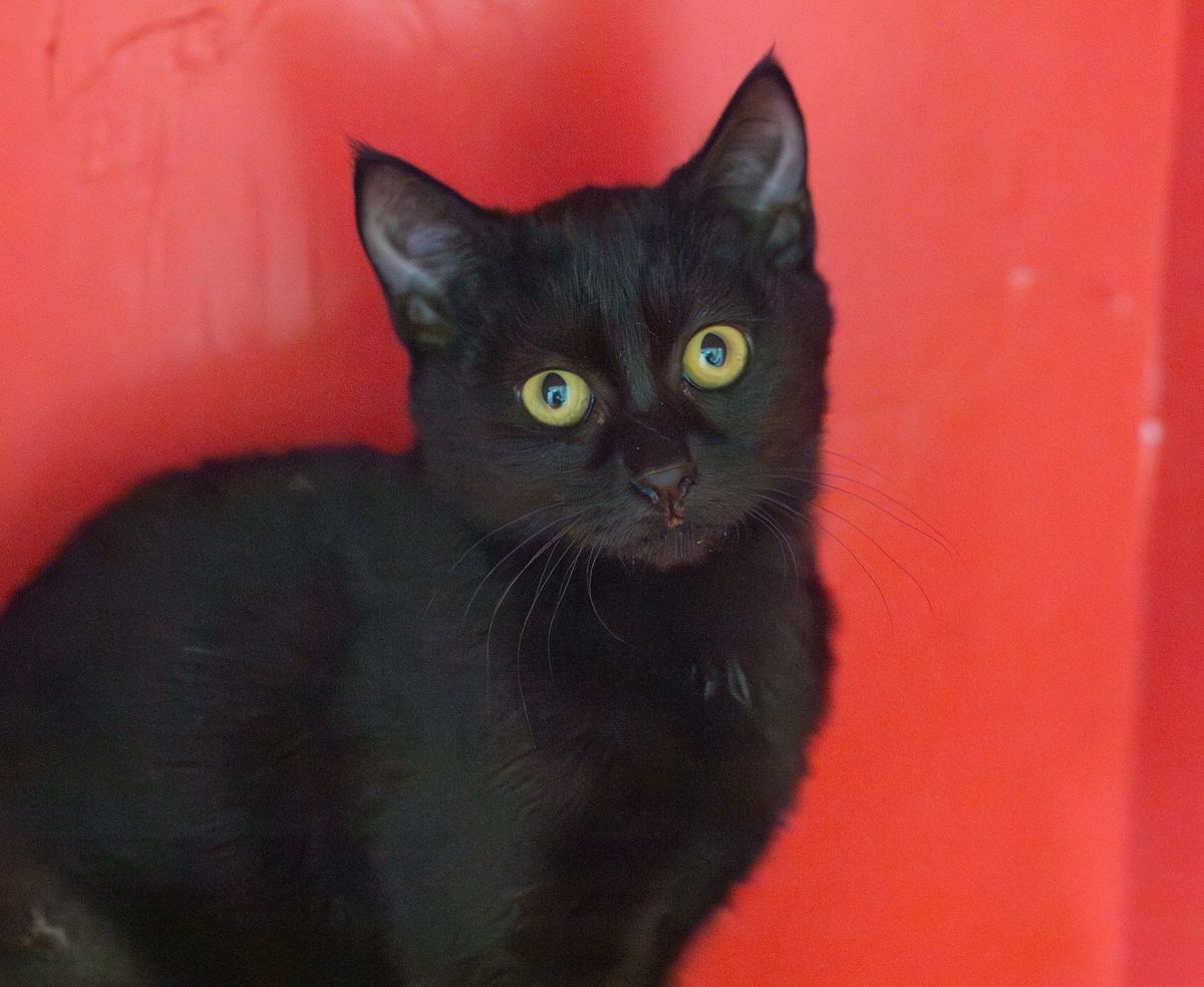 Gallery image: Wanda