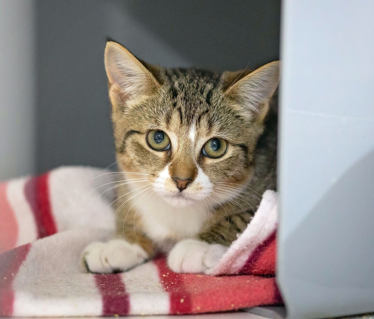 Gallery image: Kowhai