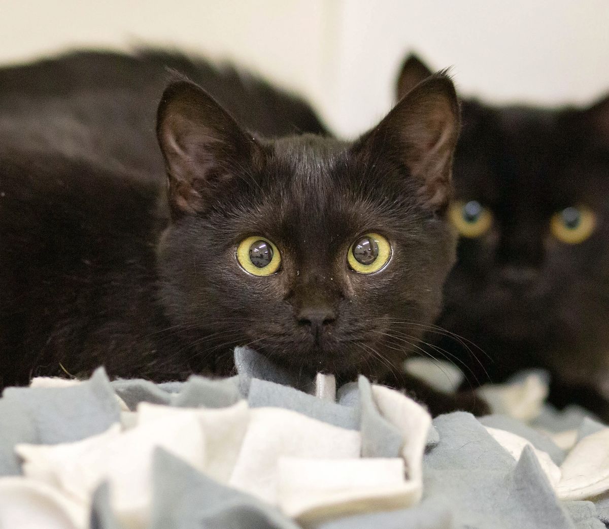 Gallery image: Wembley