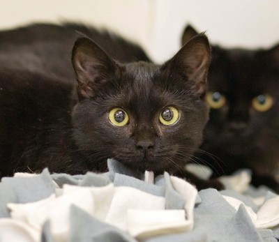 Wembley - Domestic Short Hair