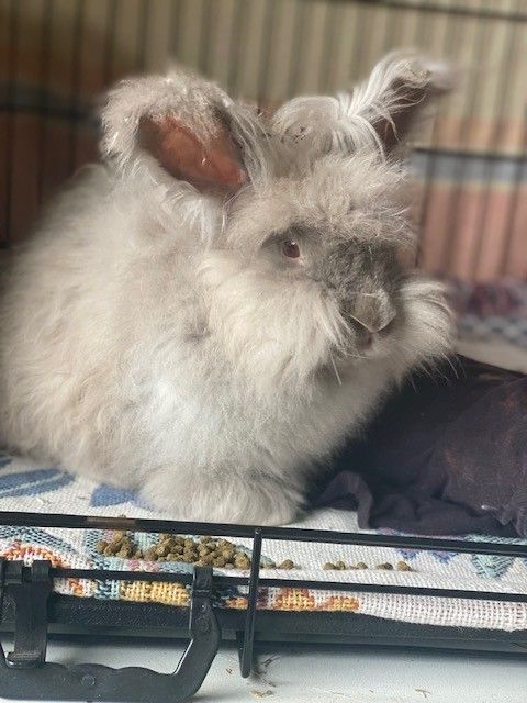 Gallery image: Violet