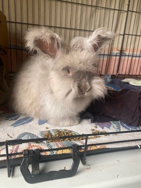 Gallery image: Violet