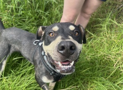 Luigi - Medium Cross Breed