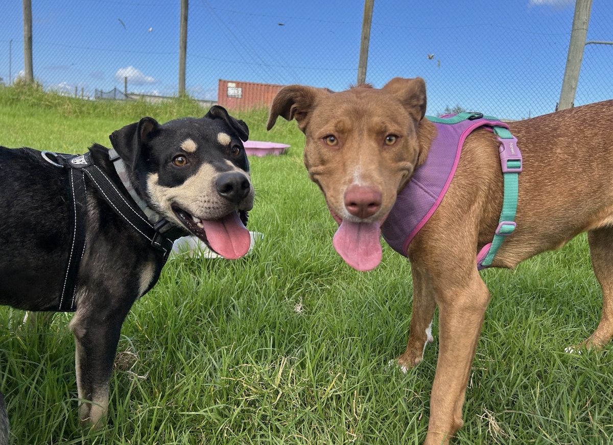 Gallery image: Luigi