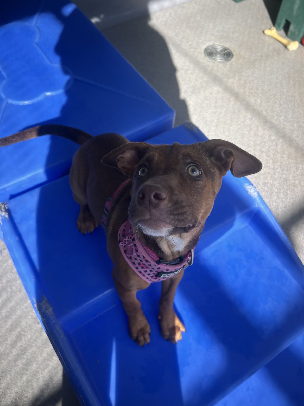 Gallery image: Carolina