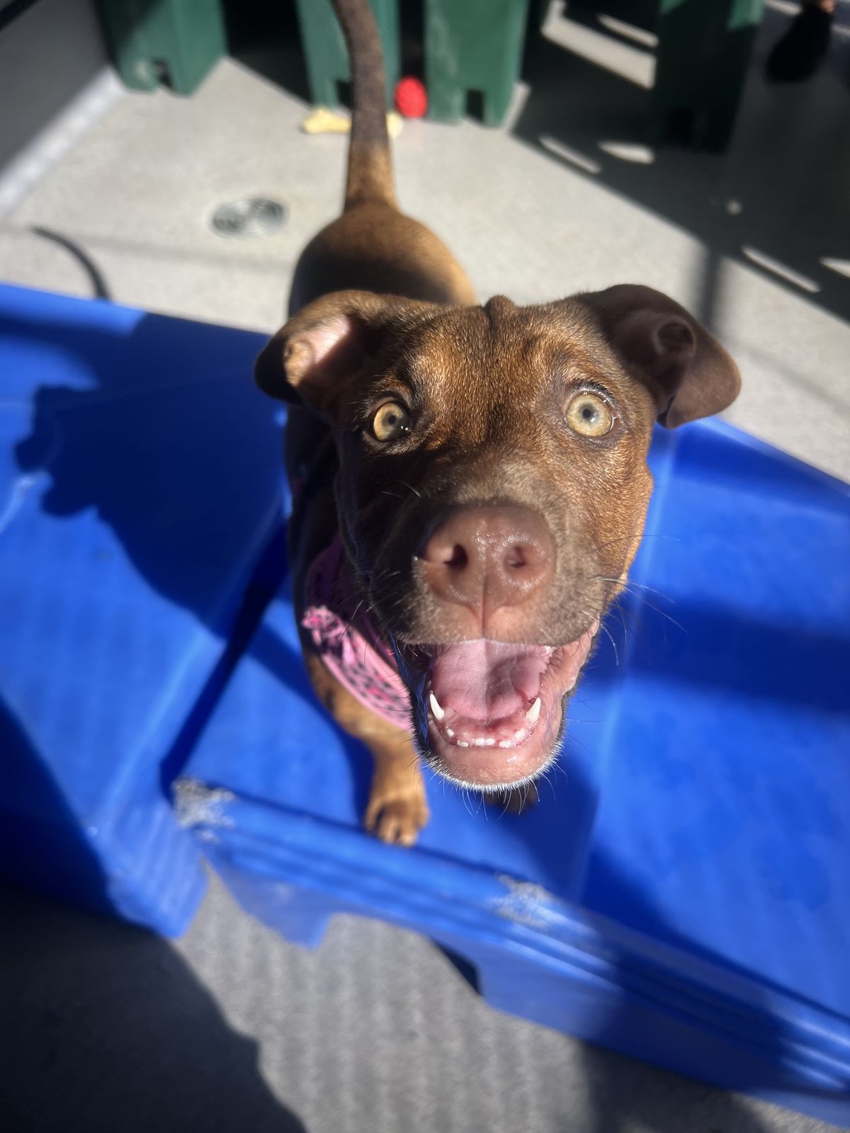 Gallery image: Carolina