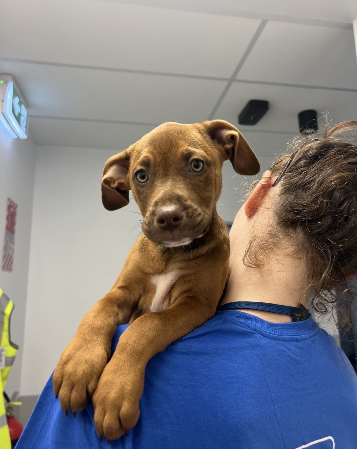 Gallery image: Carolina