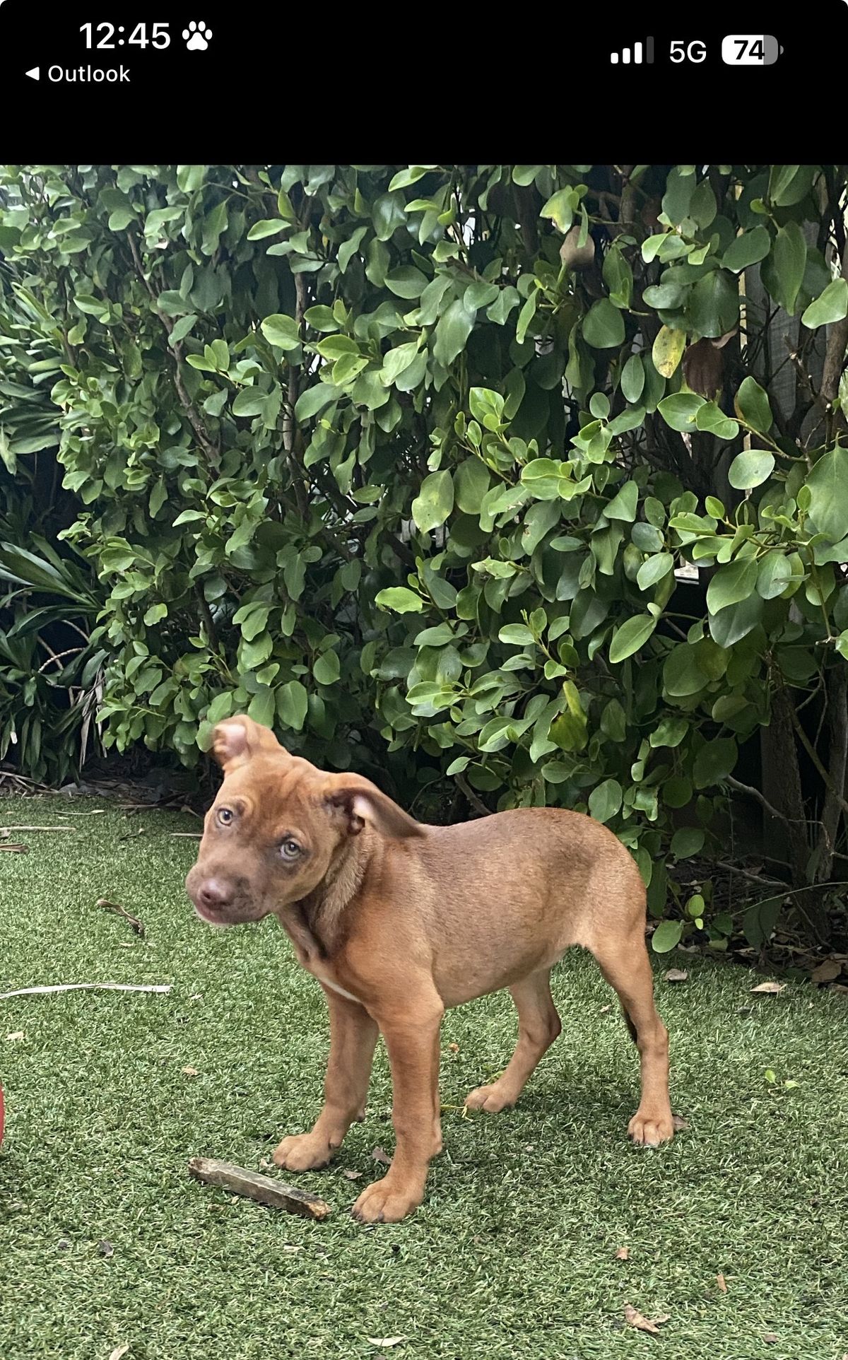 Gallery image: Carolina