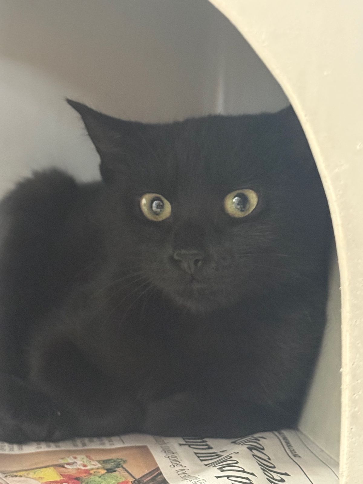 Gallery image: Spite