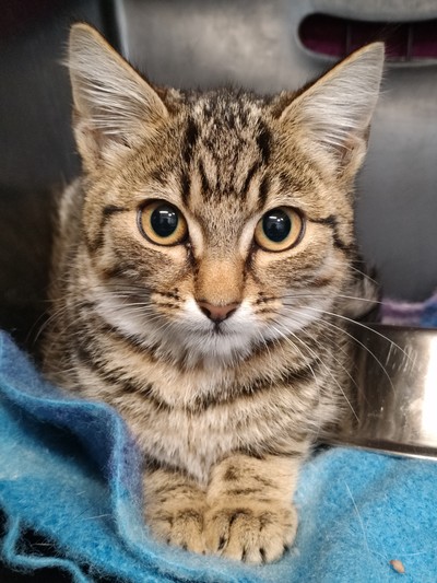 Woolies - Domestic Short Hair