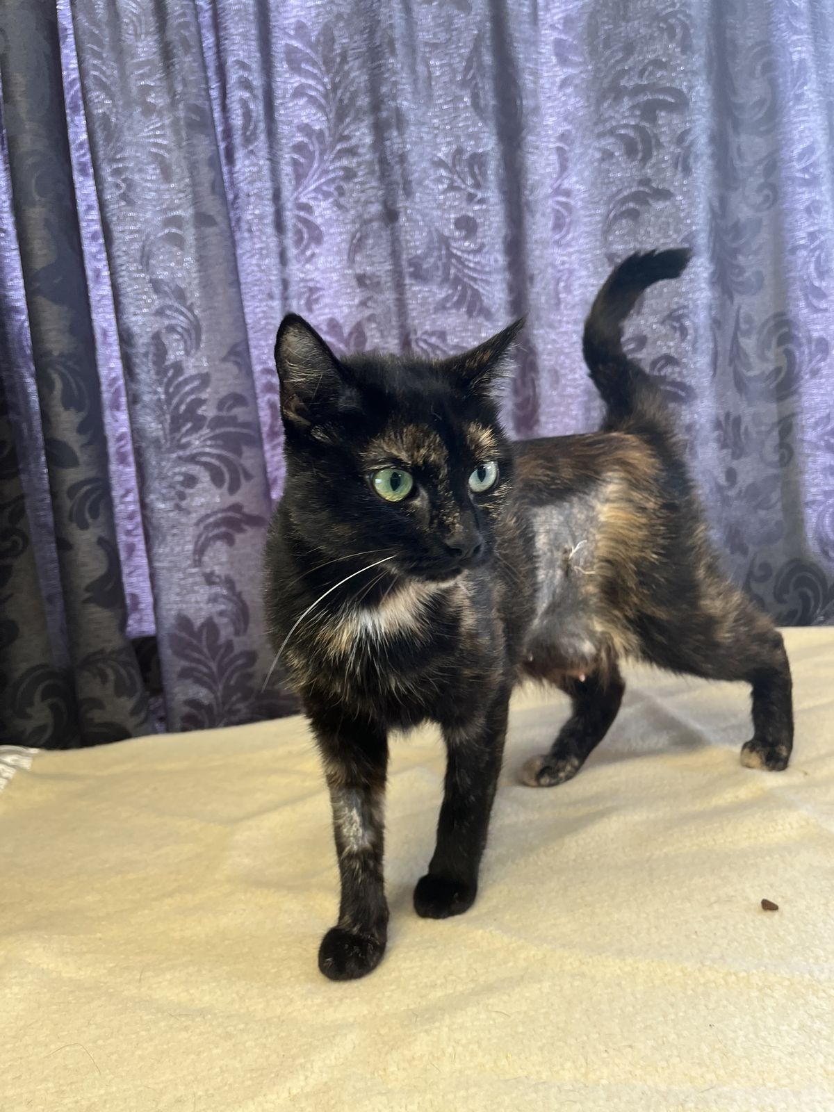 Gallery image: Nuggy