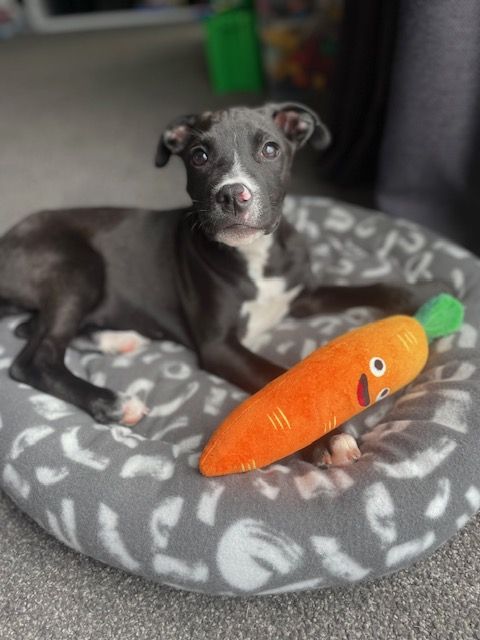 Gallery image: Bobbi