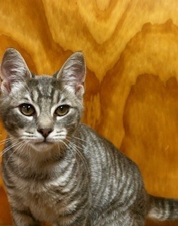 Cricket - Domestic Short Hair