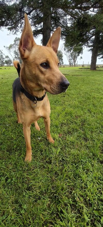 Lila - Large Cross Breed