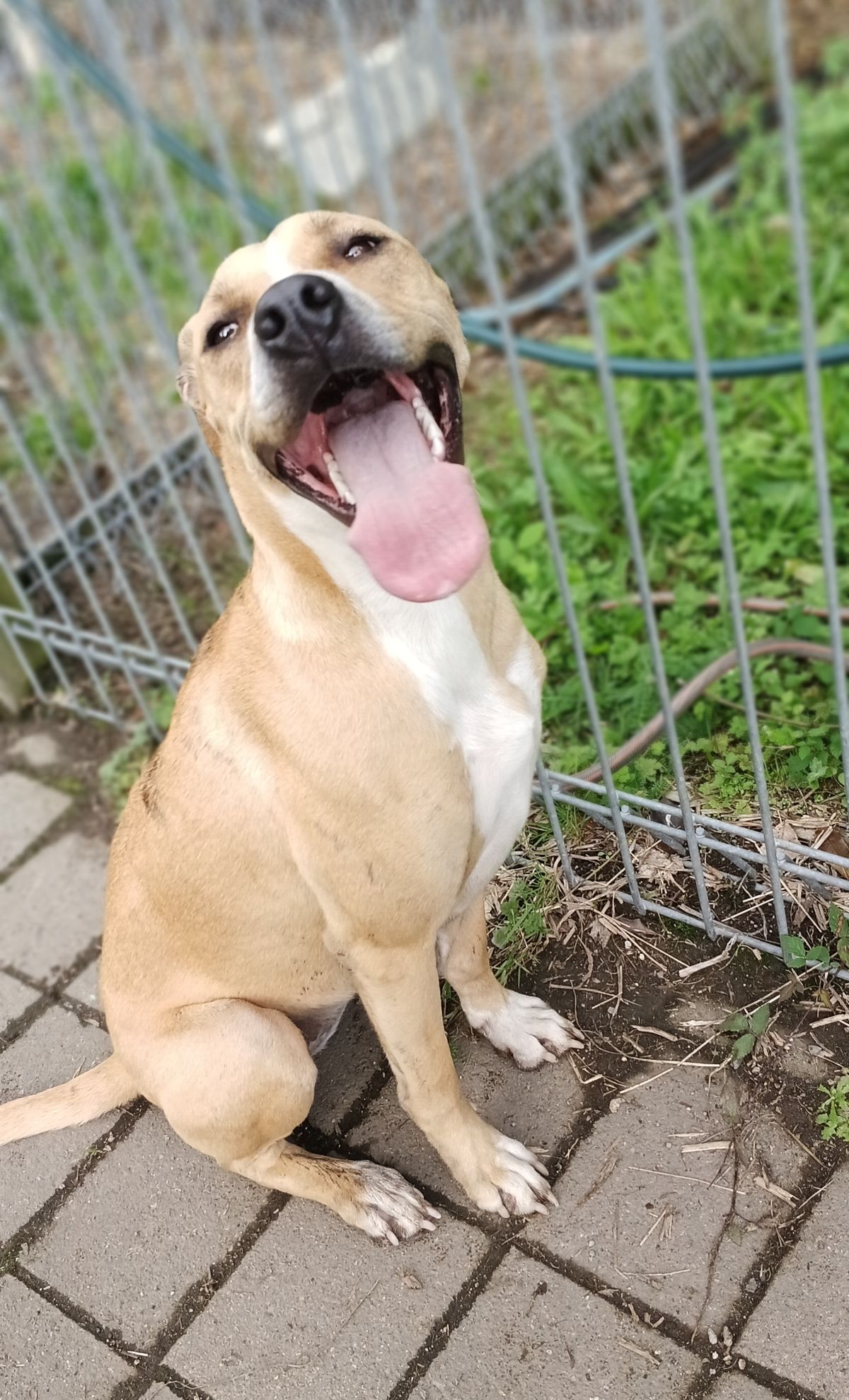 Gallery image: Amera