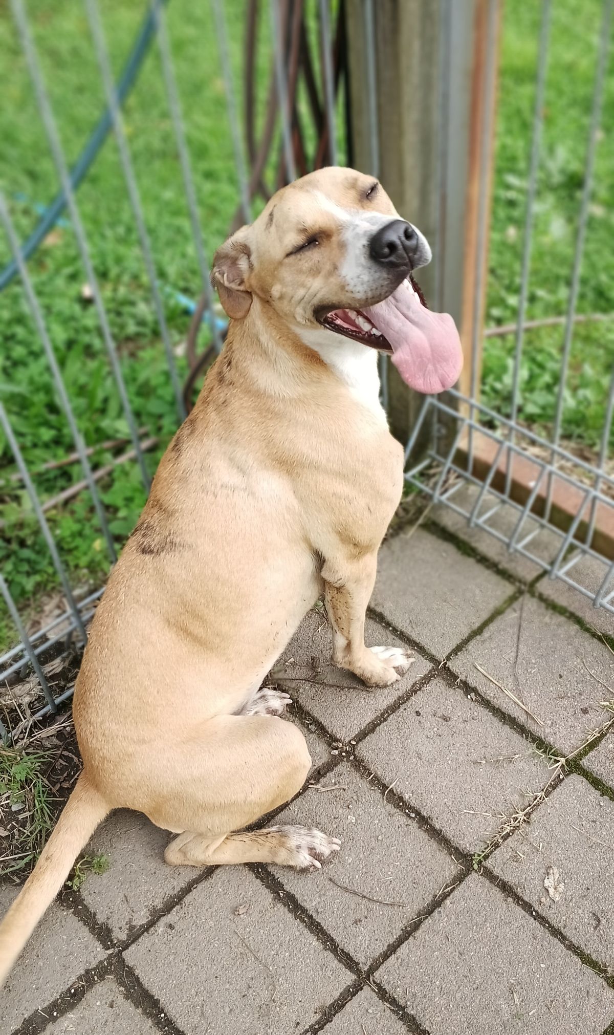 Gallery image: Amera