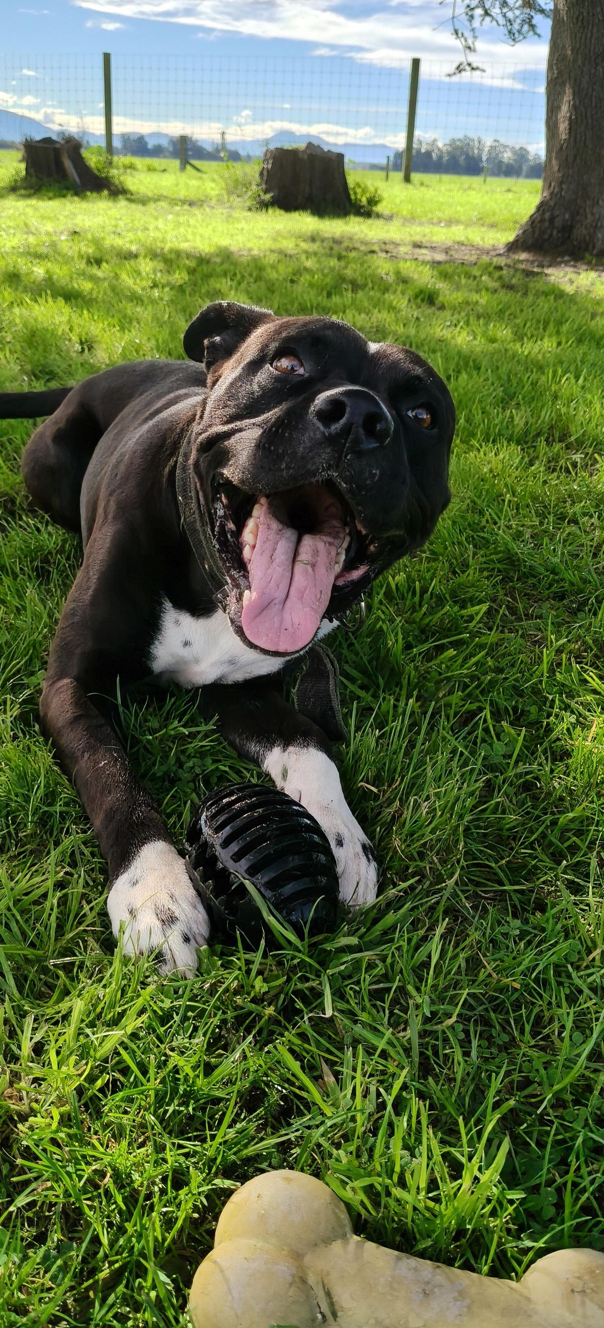 Gallery image: Buddy 