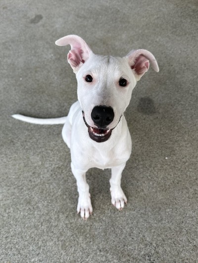 Tofu - Medium Cross Breed