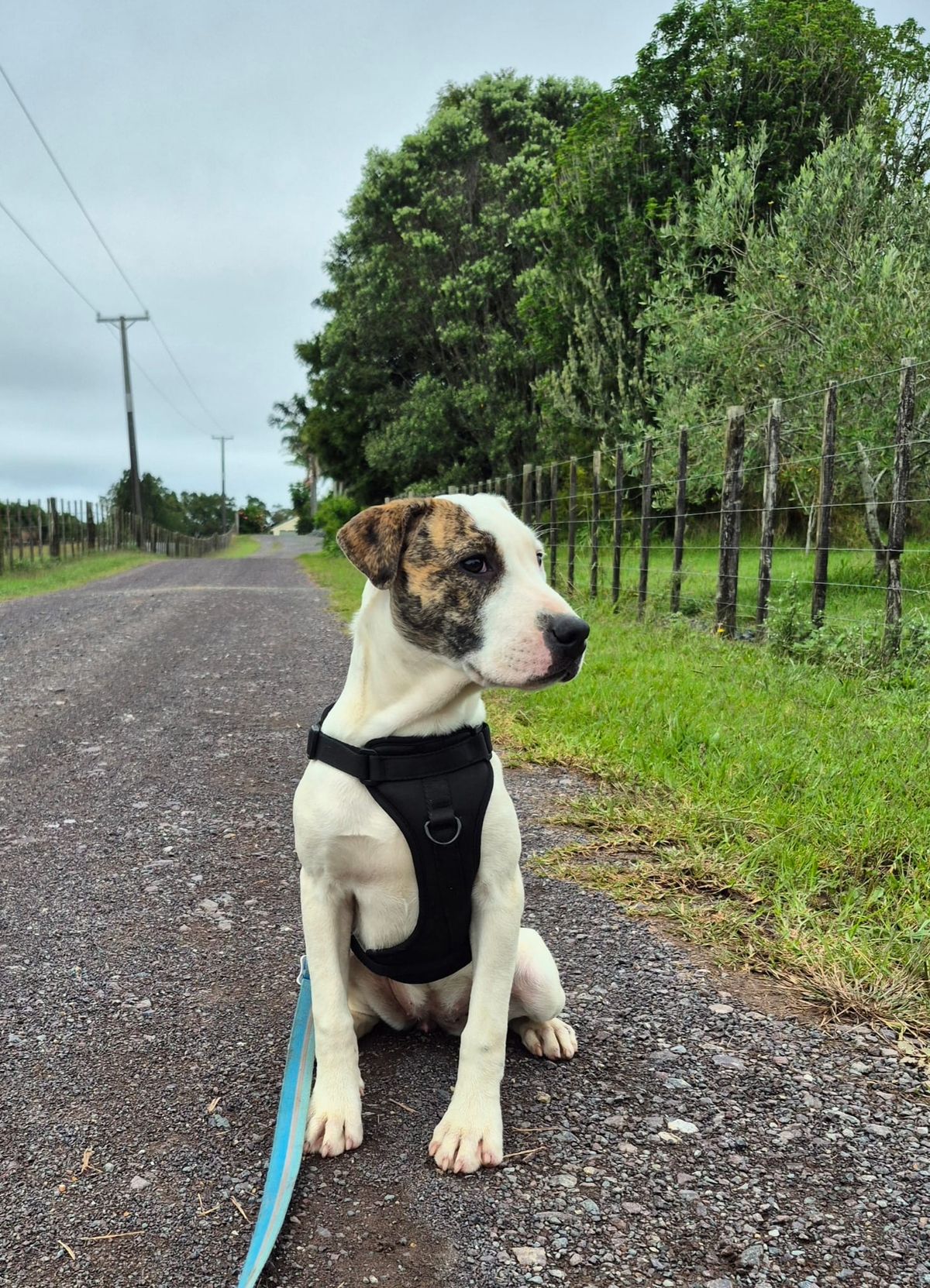 Gallery image: Pirate