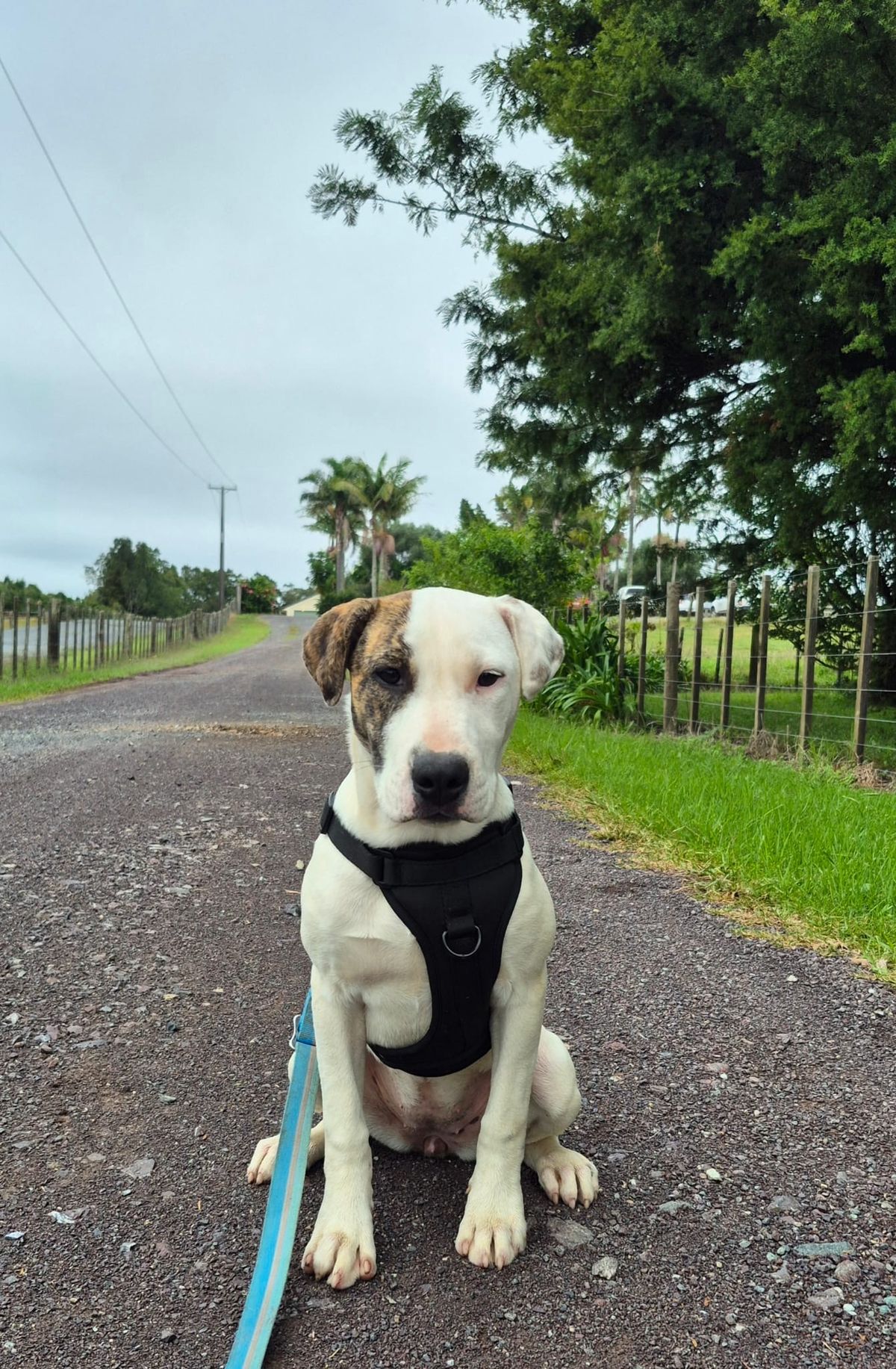 Gallery image: Pirate