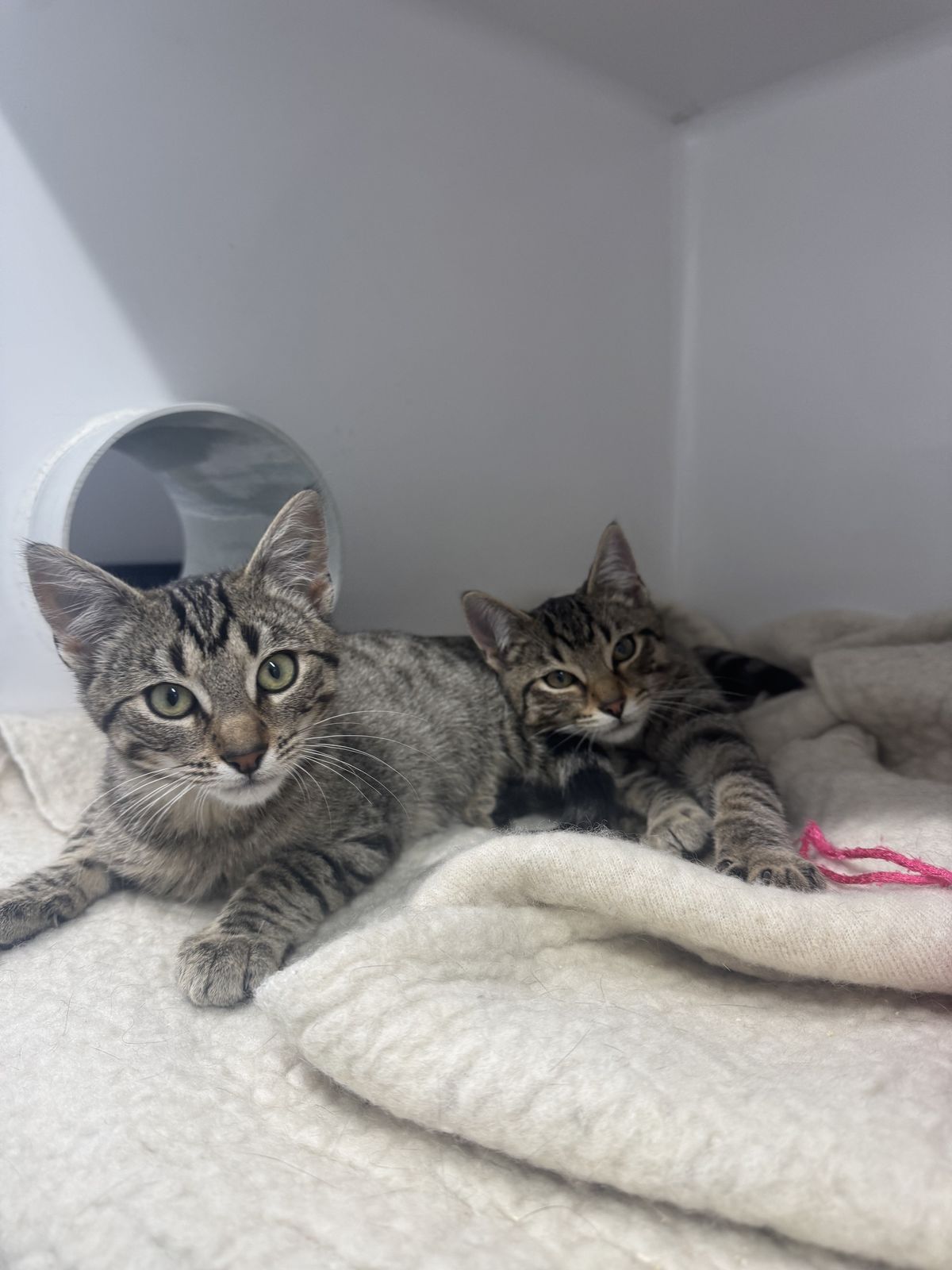 Gallery image: Wasabi