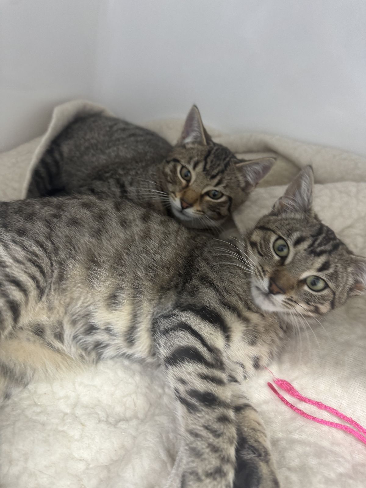 Gallery image: Wasabi