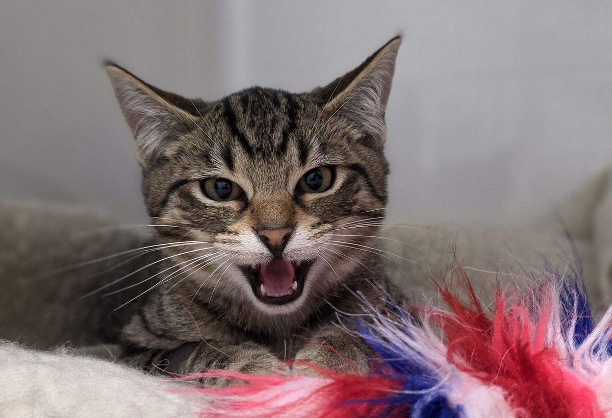 Gallery image: Wasabi