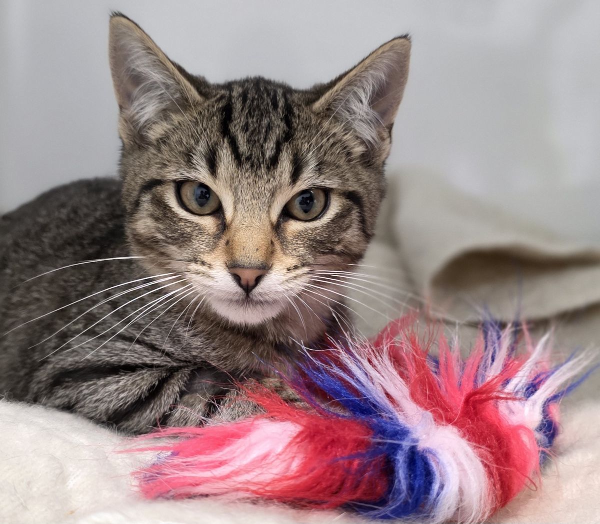 Gallery image: Wasabi