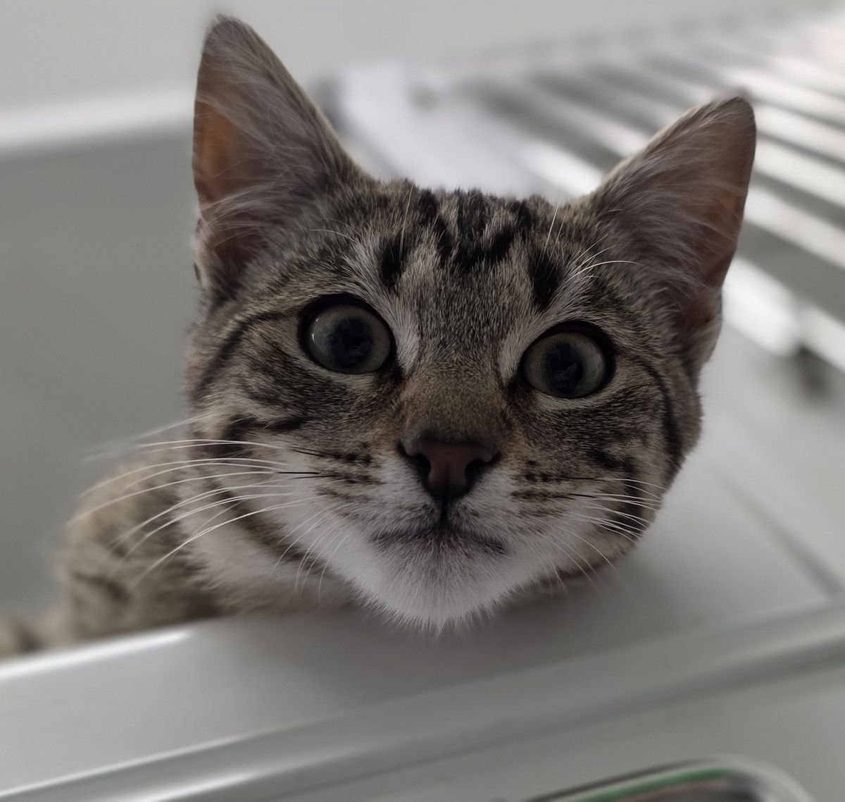 Gallery image: Clyde