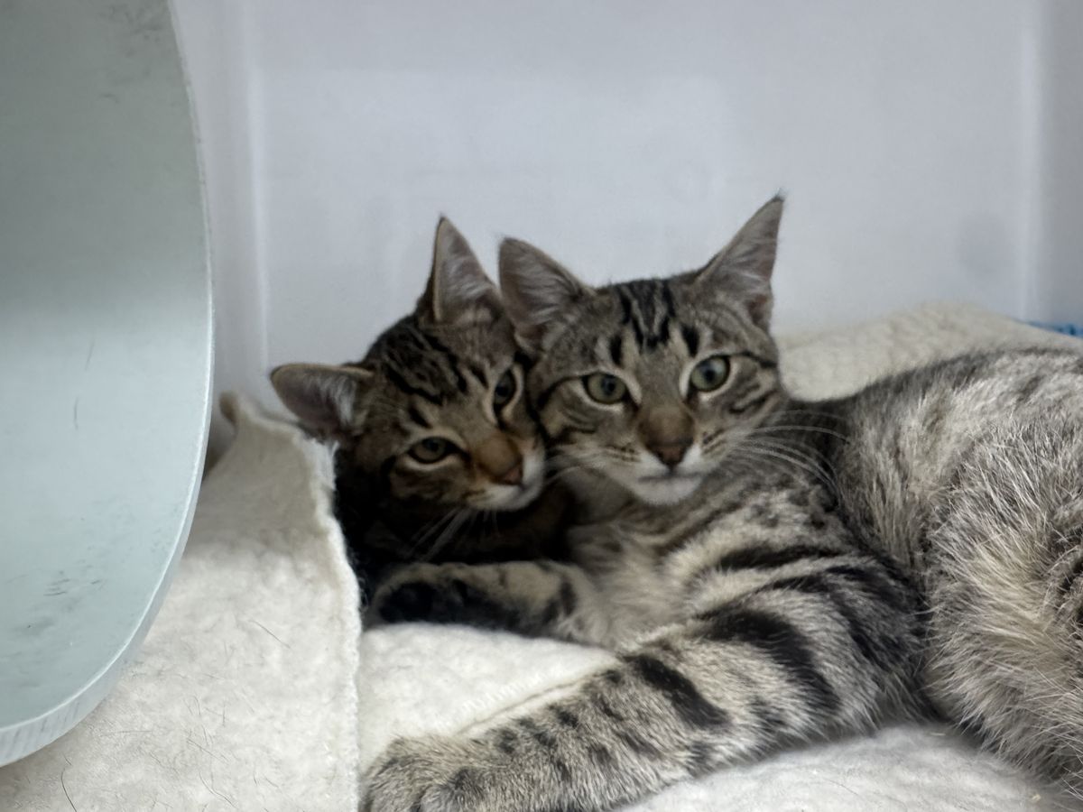 Gallery image: Clyde