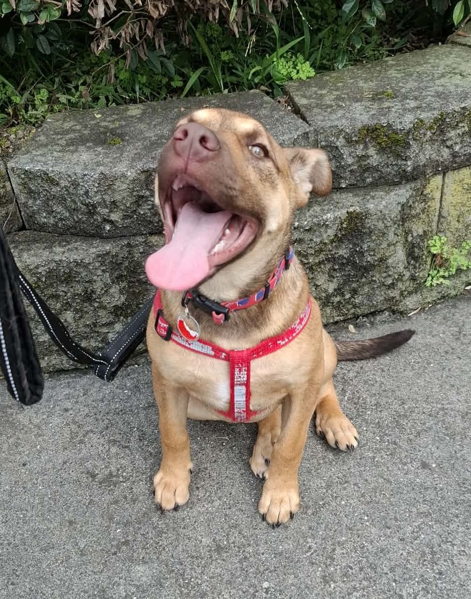 Gallery image: Croga