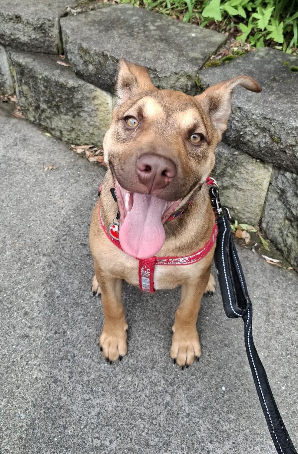 Gallery image: Croga