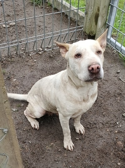 Opal  - Medium Cross Breed