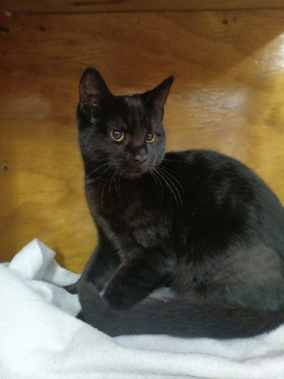 Prickle - Domestic Short Hair