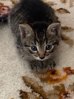 Gallery image: Timmy