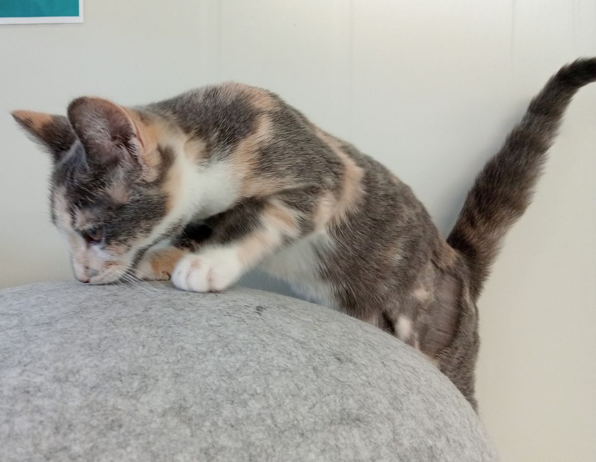 Gallery image: Cherry