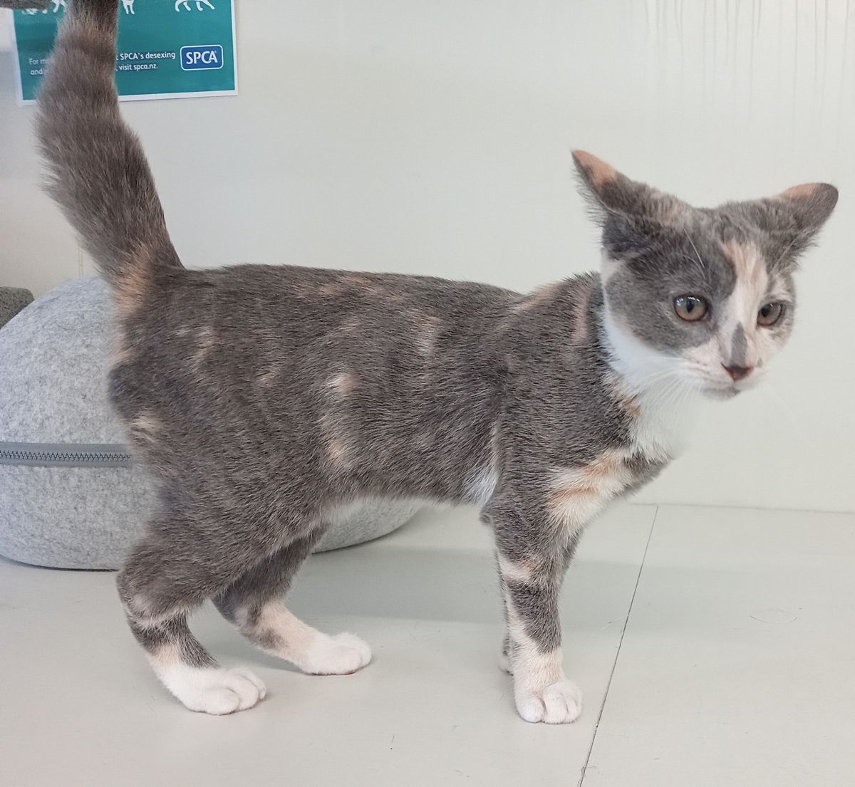 Gallery image: Cherry