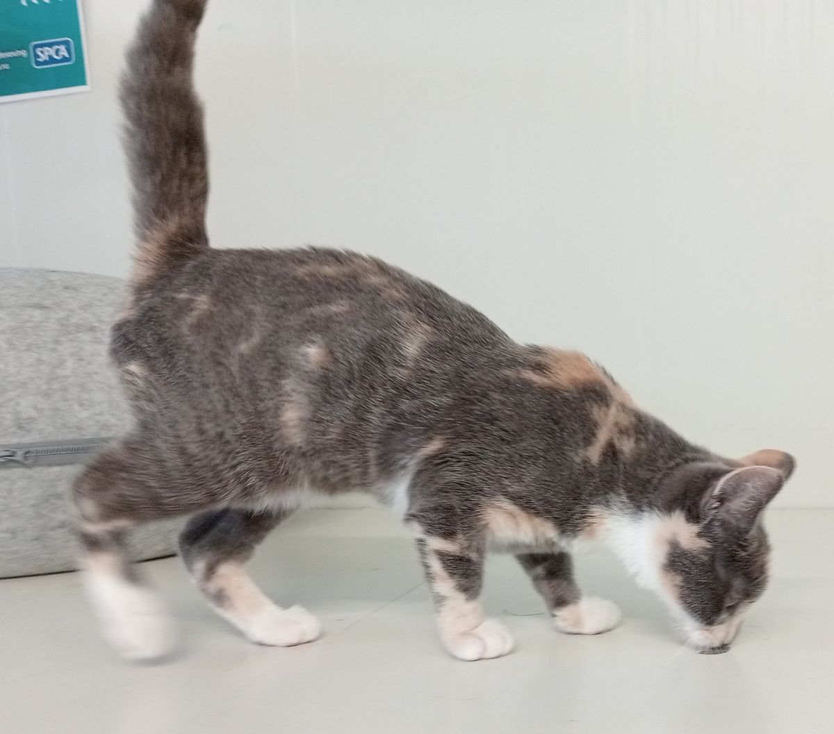 Gallery image: Cherry