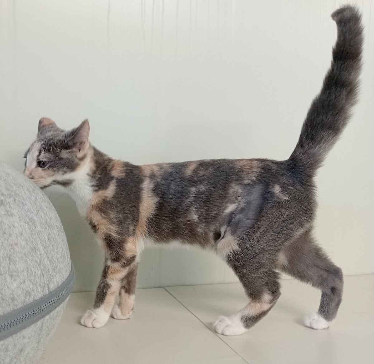 Gallery image: Cherry