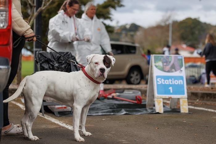 A dog stands with its owner at an SPCA dog health event