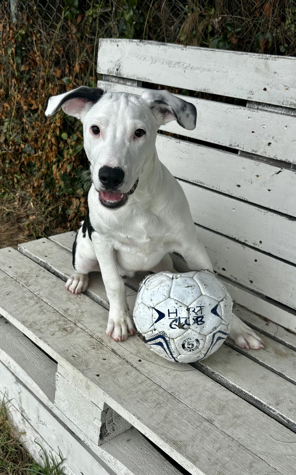 Gallery image: Cooper