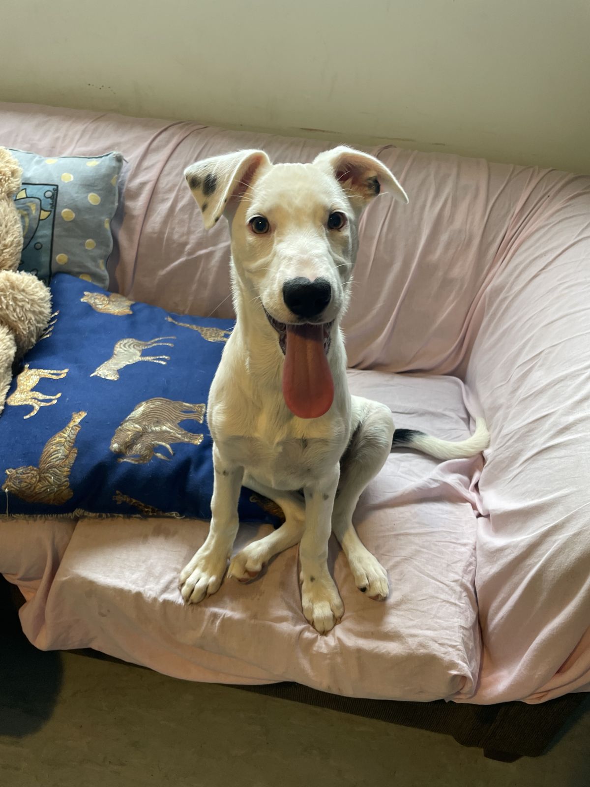 Gallery image: Poppet