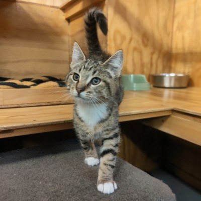 Miso - Domestic Short Hair