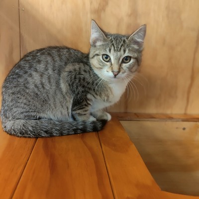 Wasabi - Domestic Short Hair