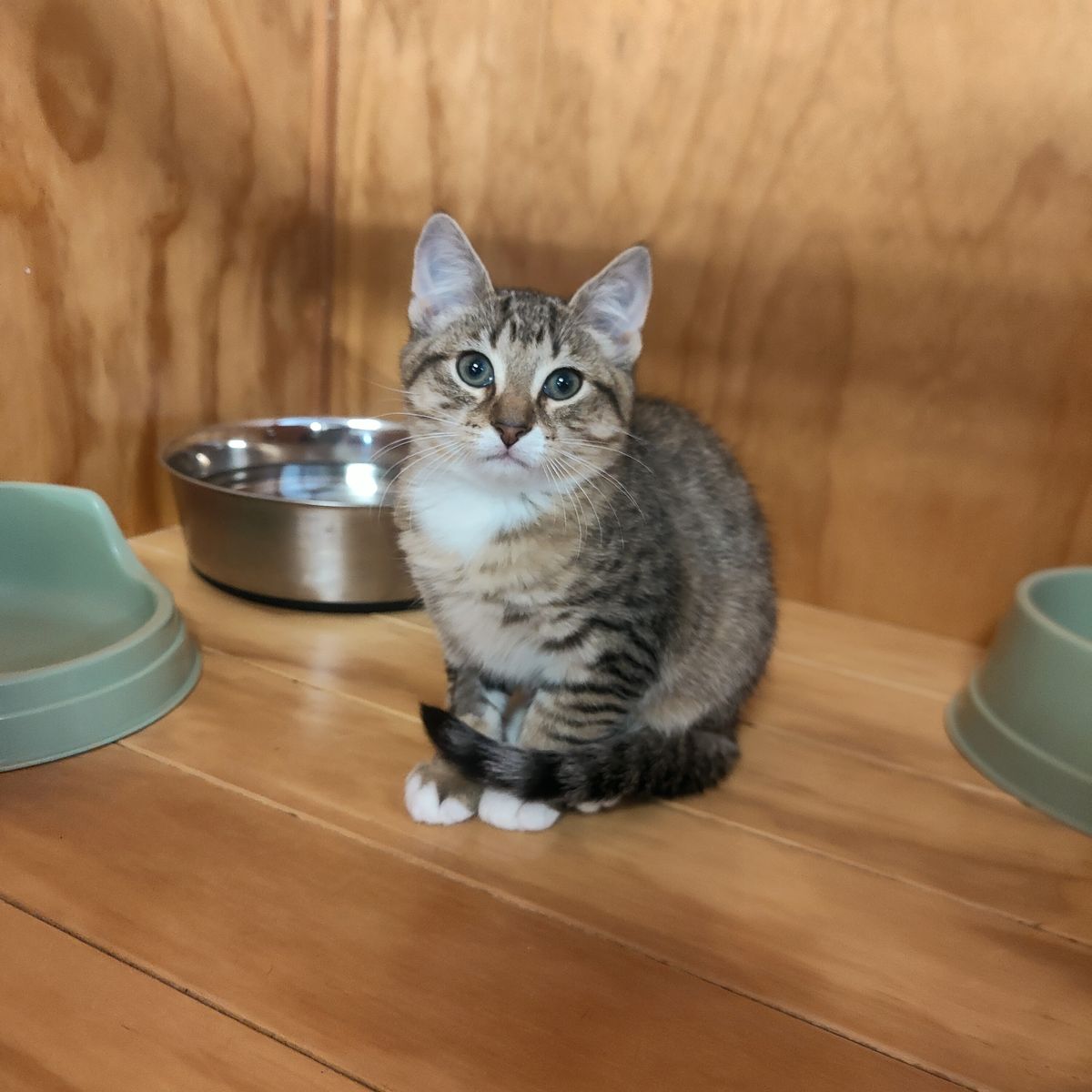 Gallery image: Sushi