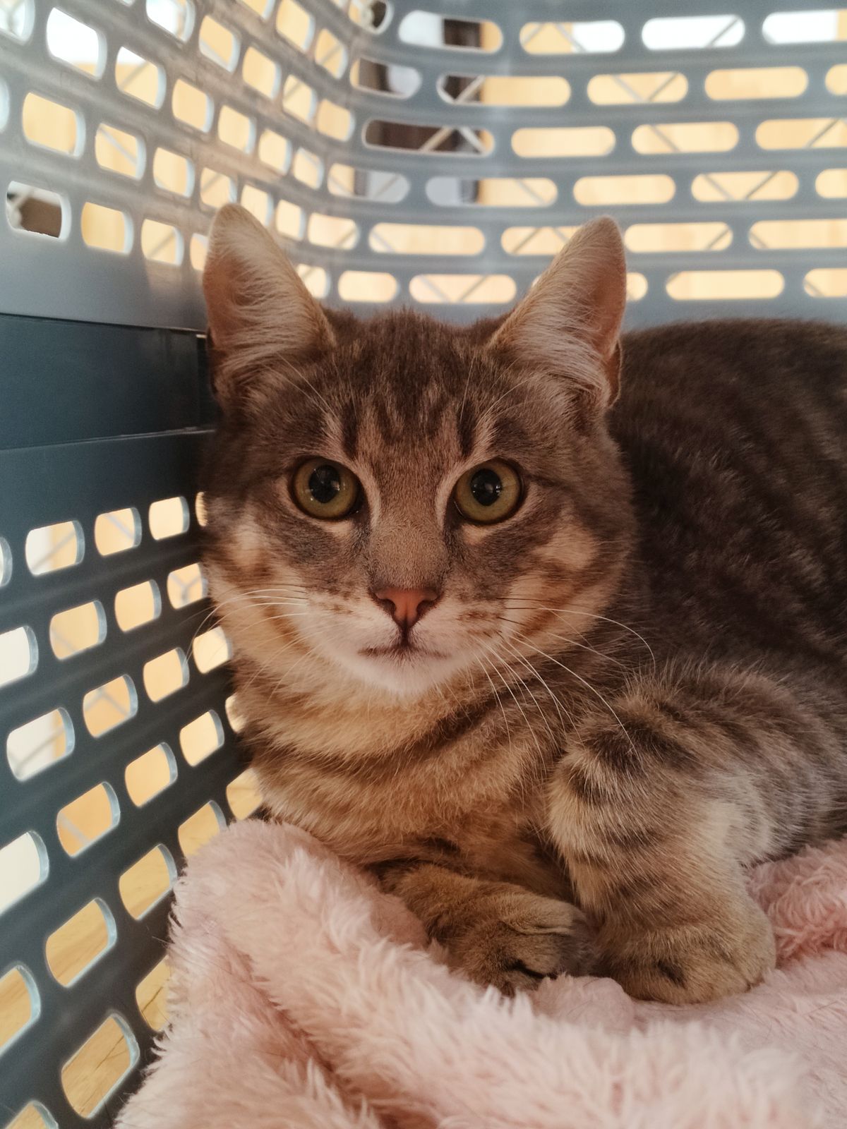 Gallery image: Stitch